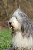 BEARDED COLLIE 413